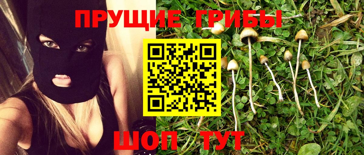 Галлюциногенные грибы Psilocybine cubensis  Вход с VPN  Псилоцибиновые грибы мицелий  Асино 